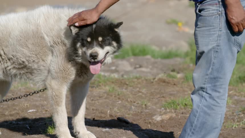 A man pets a chained up dog on a sunny day