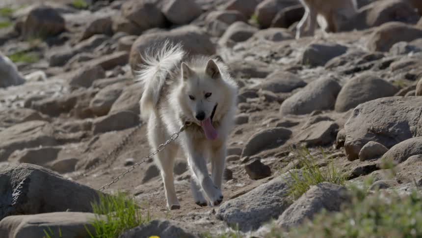 A tethered dog walks on rocks and pants