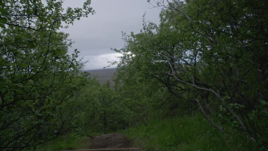Trees grow in the woods