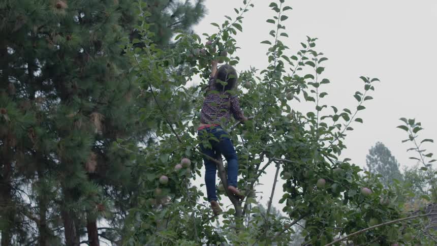 Person up in a tree reaching for fruit
