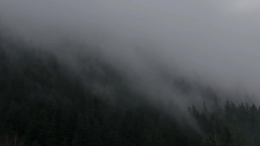 A beautiful view of fog covered forest at dawn