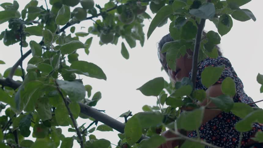 A girl climbs in an apple tree