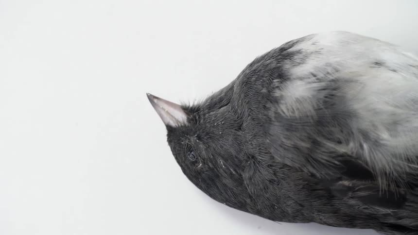A view of the top half of a dead bird laying on his back