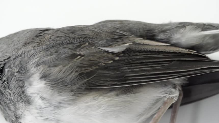 Dead Bird In Studio