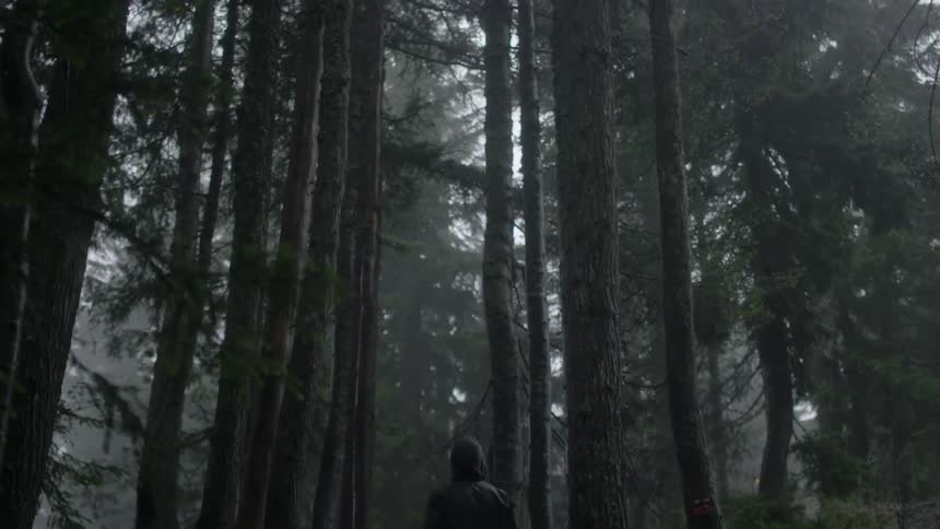 Trees tower over a man in the woods