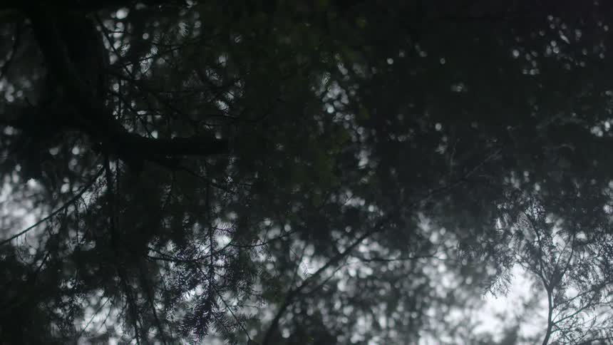View looking up at trees and sun