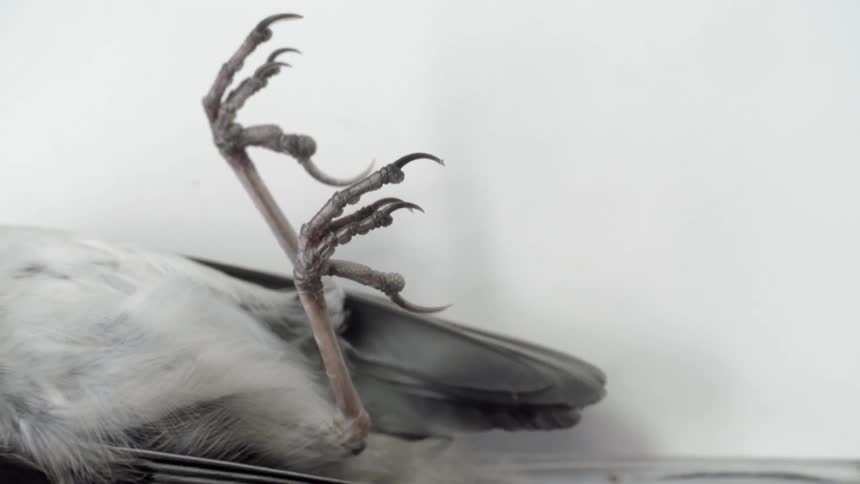 A view of the bottom part of a dead bird lying on his back with his talons stretched out