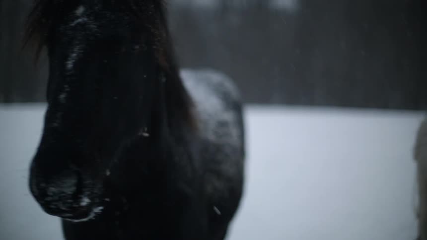 A black horse standing in a snowy field as more snow falls