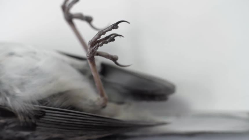 A dead bird on snow