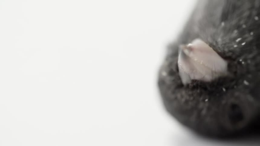 Close up of a black dead bird