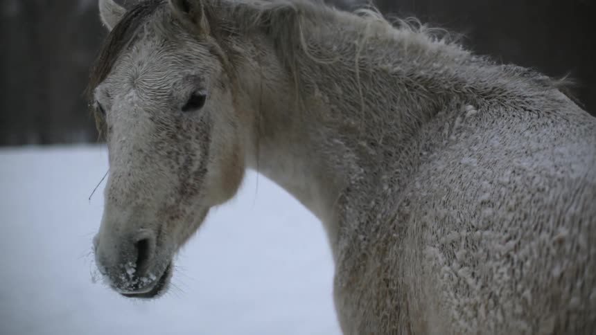 A horse turning its head and standing in a snowy field