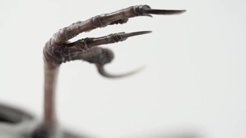 A frozen bird is shown up close