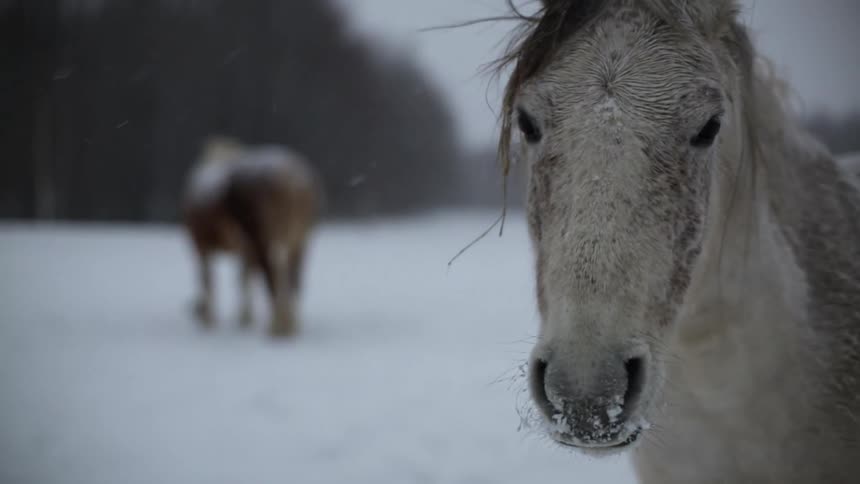 A horse standing in a field