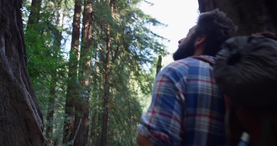 A hiker walks in the woods