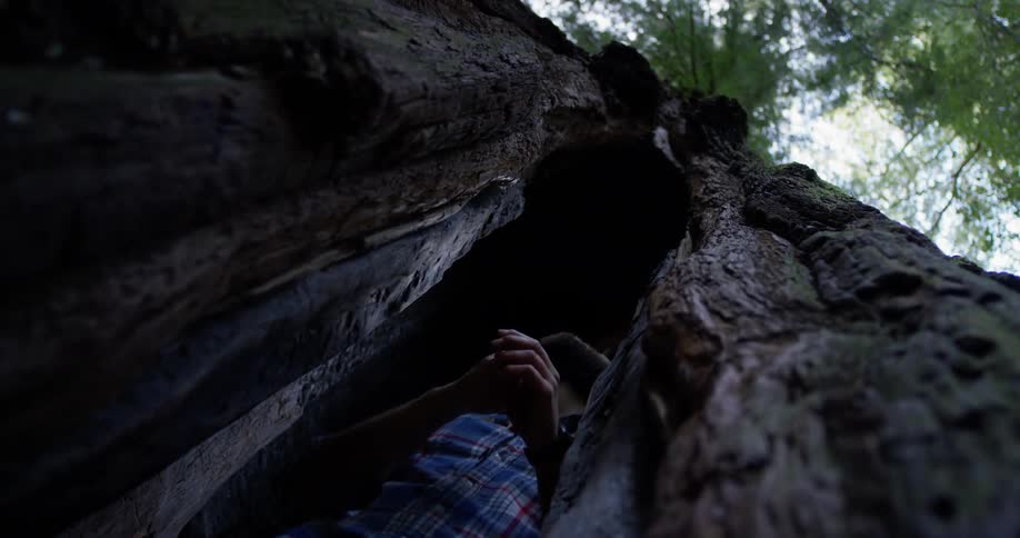 A hiker stands in a cavity inside a tree