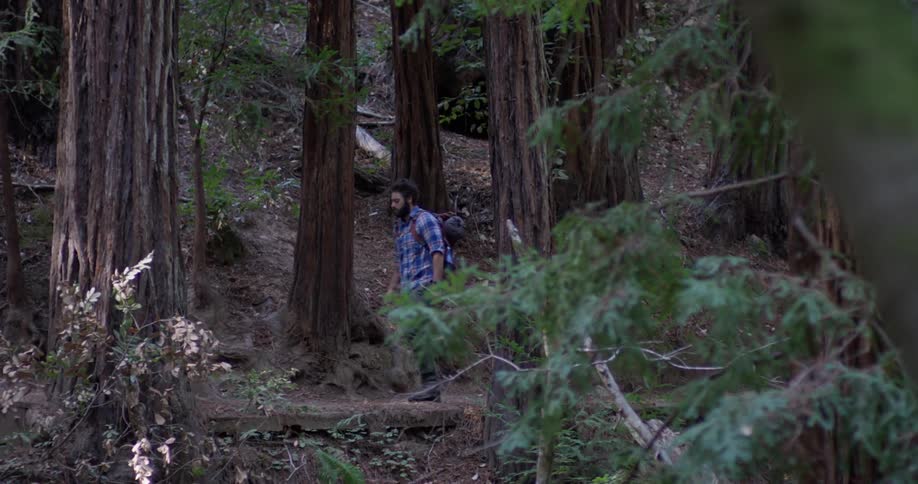 A hiker walks through the woods