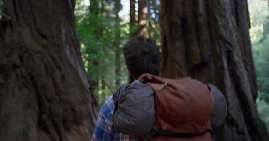 A hiker walks in the woods