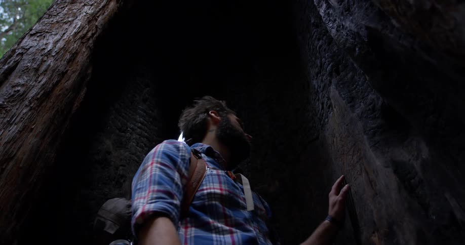 Man stands inside hollowed sequoia tree