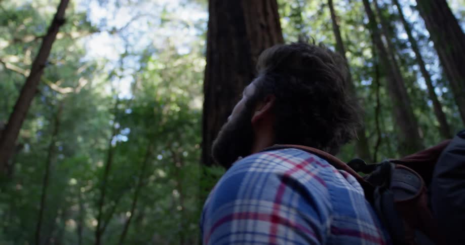 A hiker looks around at the tall trees in the woods