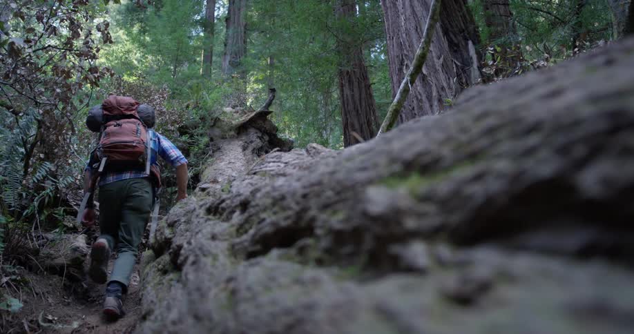 Person puts their hand on a mossy fallen tree trunk and hikes away