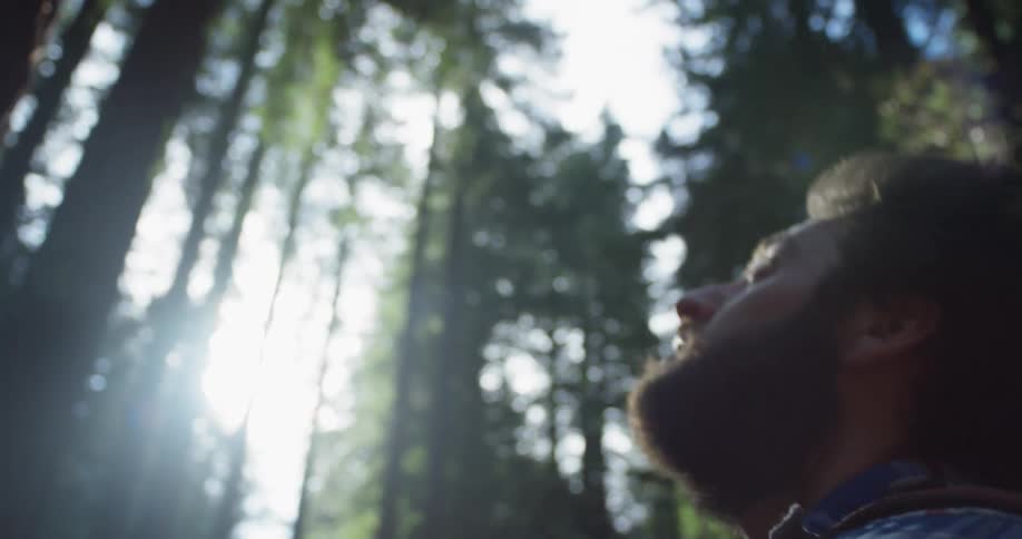 Man stands in the woods looking up at the tall trees