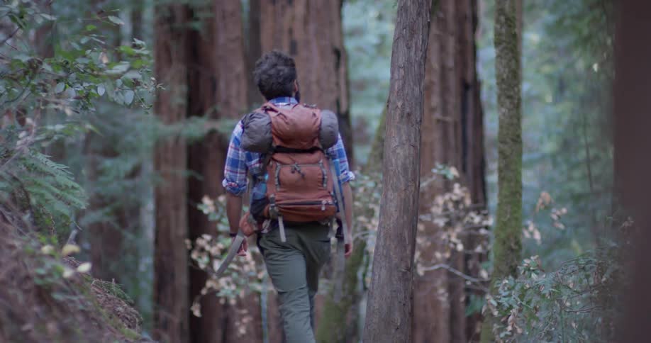 Man walks through the woods looking up at the trees