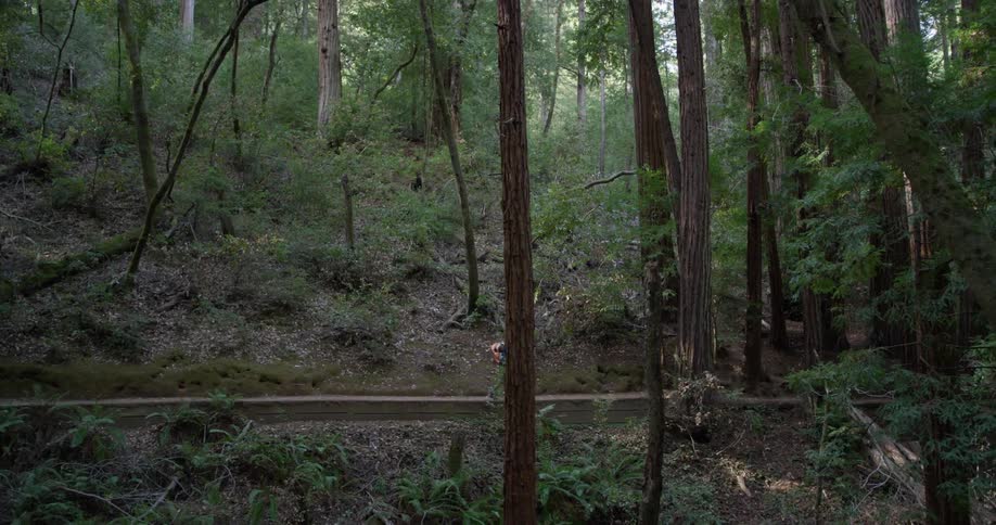 A hiker walks in the woods