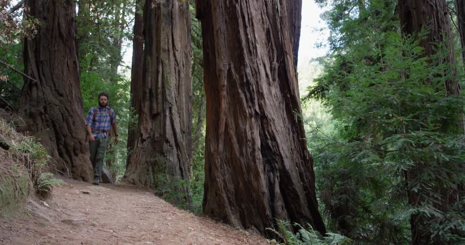 A man hikes in the woods
