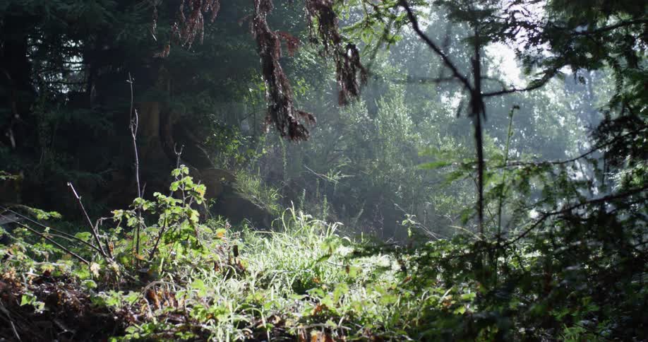 Man runs along woodsy path
