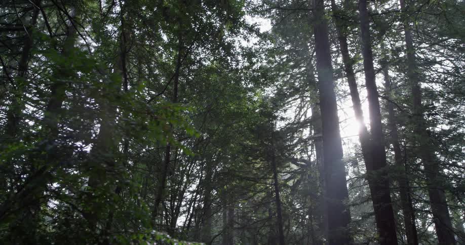 Sunlight shines through tall forest trees