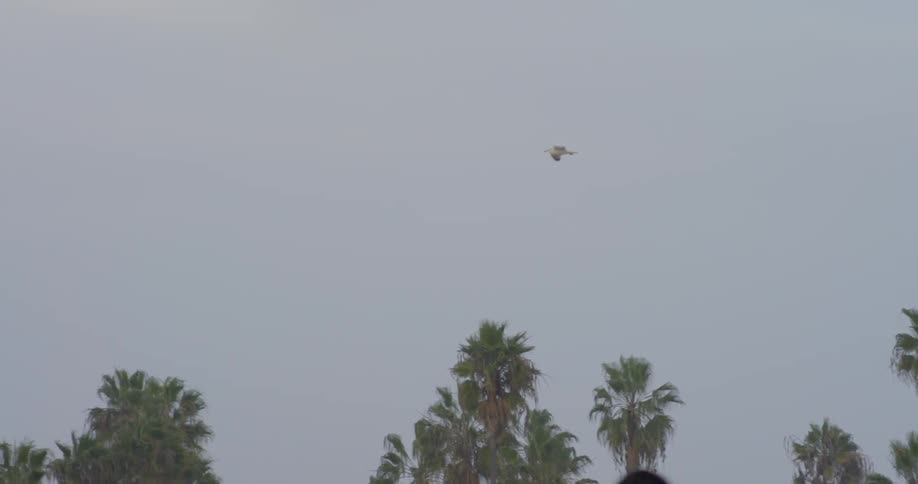 Bird soars over trees on a cloudy day