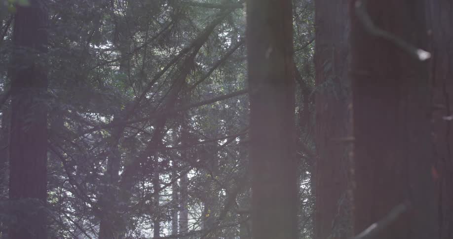 Sunlight shines through tall forest trees