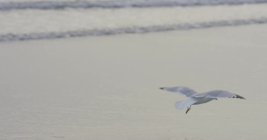 Venice Beach Scenics
