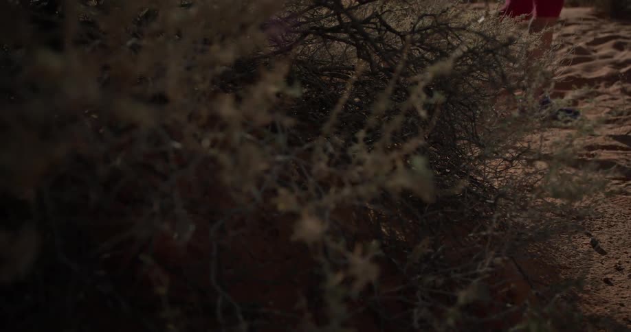 A woman walks by a shrub in a desert
