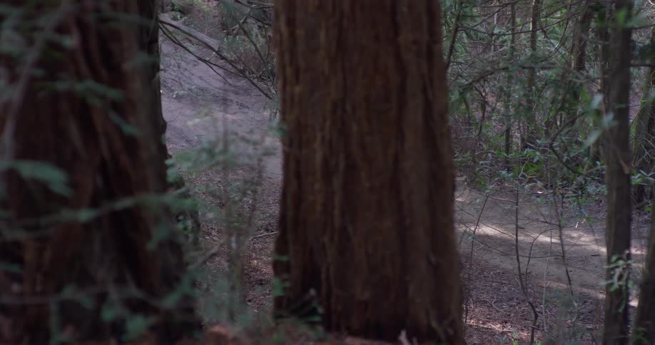 A man jogs uphill in the forest