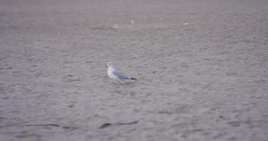Venice Beach Scenics
