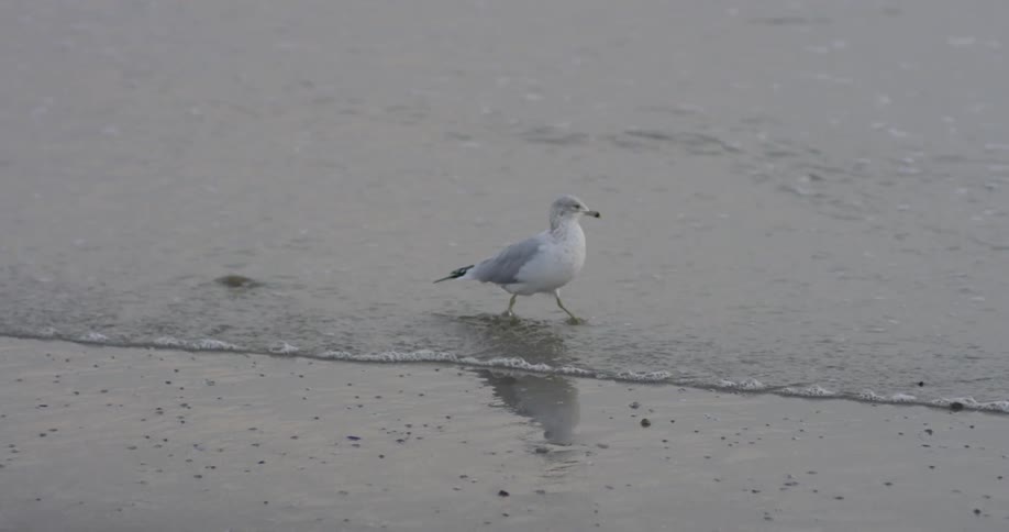 Seagull walks on the beach with water flowing over its legs