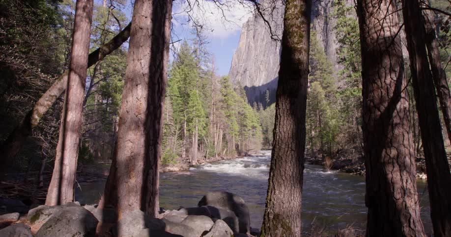 A river flows through a forest