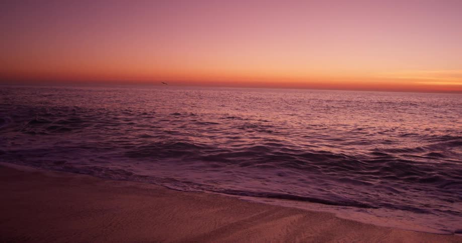 Bird flies over the ocean at sunset