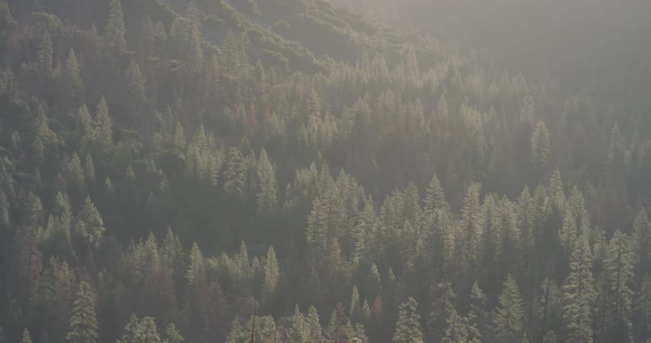 Sunlight shines on forest trees