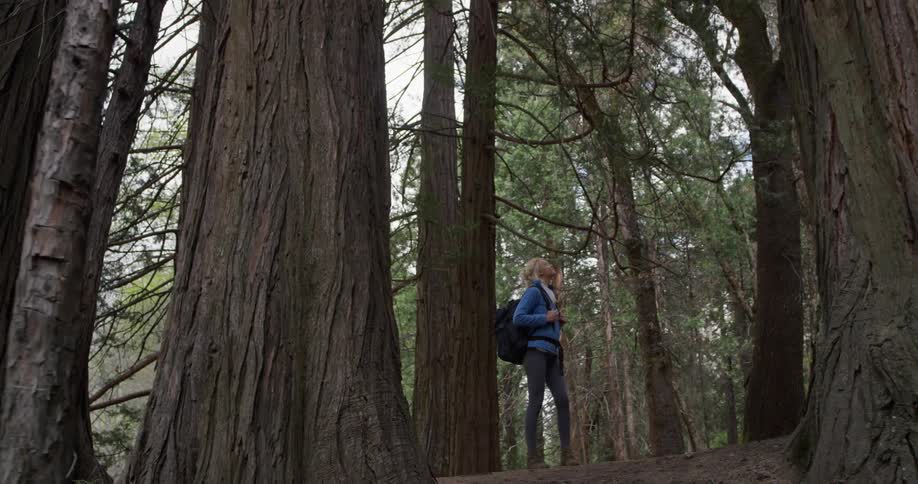 A woman hiking stands under the tall trees