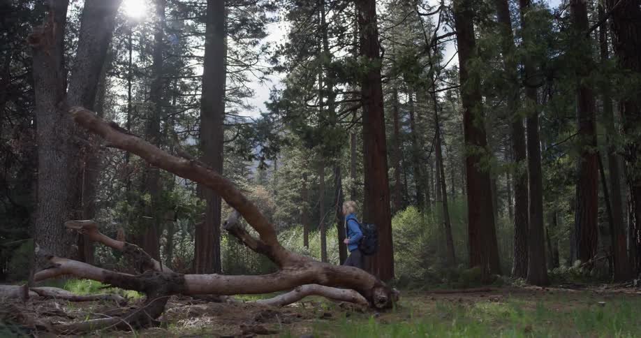 A woman hikes past the very tall trees