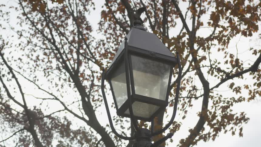 Trees behind a street lamp