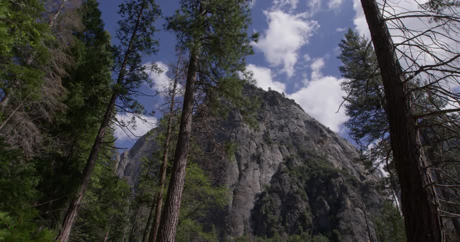 The trees stand tall near the mountain under the blue sky