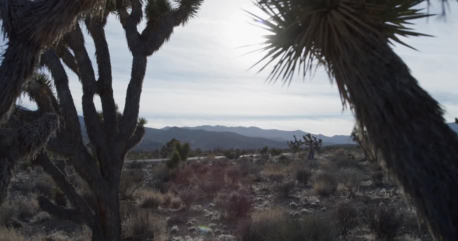 The sun shines behind clouds between trees and cactus with mountains in the background