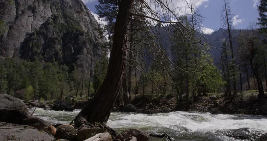 A river flows through a forest