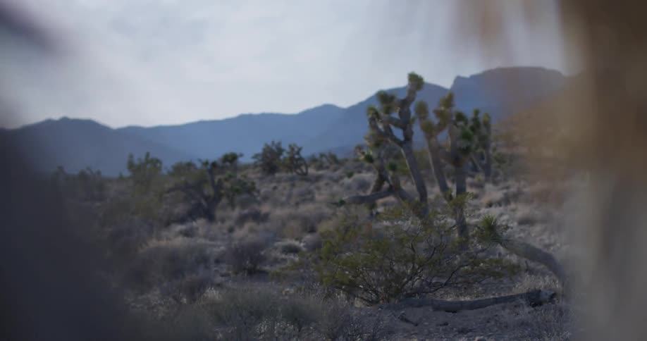 The desert has hills with cactus