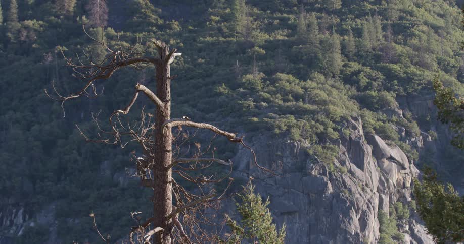 A bare tree stands in the wilderness