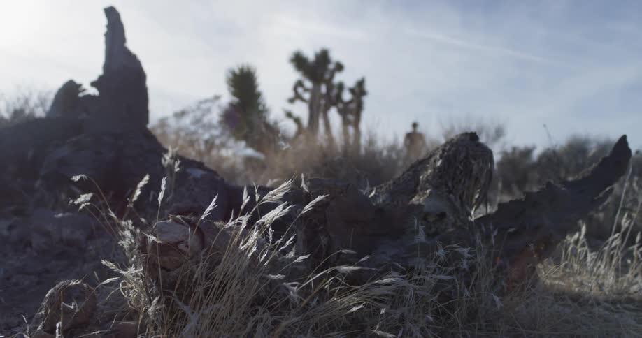 Plants grow in a desert