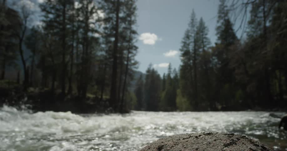 A river flows through a forest